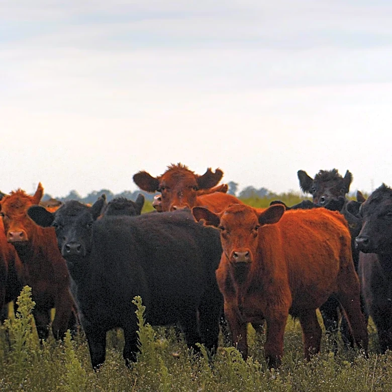 Tyson CEO Warns Reopening Mexican Border Won't Fully Solve U.S. Beef Shortage