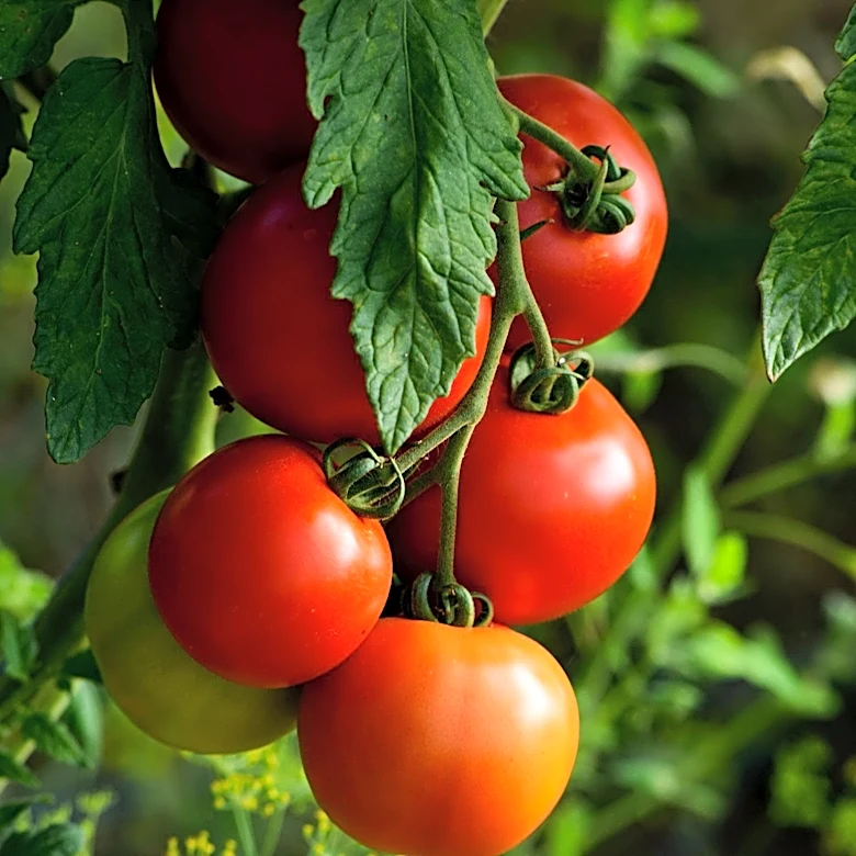 Tomato Plant Care in August: Essential Steps for a Bountiful Harvest