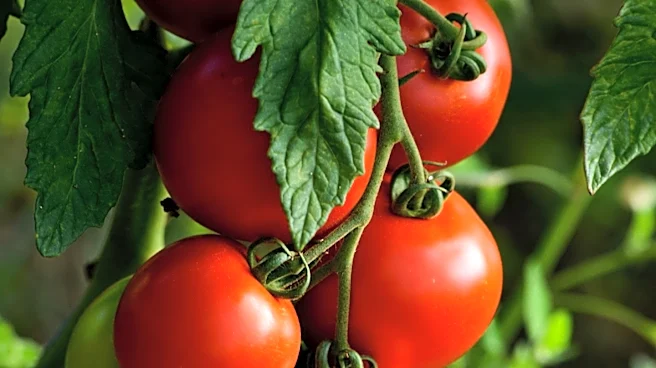 Tomato Plant Care in August: Essential Steps for a Bountiful Harvest