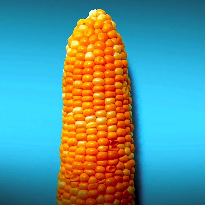 Corn Bulls Overcome Early Weakness to Achieve Midday Gains