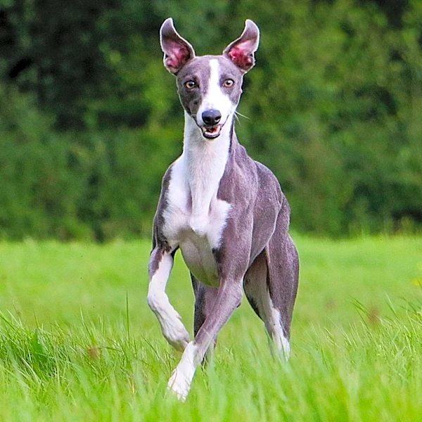 Ted Lasso Season 4 Introduces Richmond A.F.C.'s Lady Greyhounds
