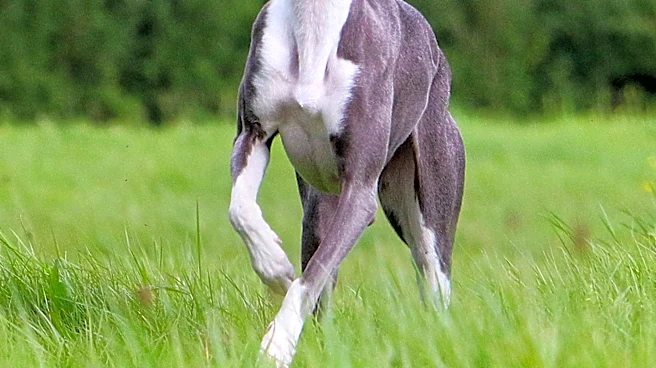 Ted Lasso Season 4 Introduces Richmond A.F.C.'s Lady Greyhounds