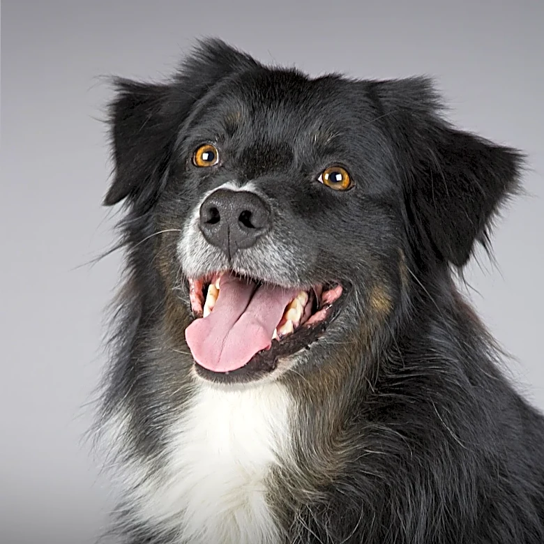 BBC Radio Host Greg James Mourns Loss of Beloved Dog Barney