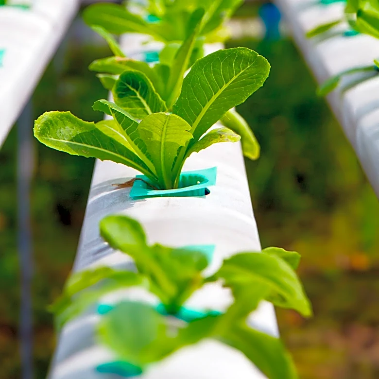 80 Acres Farms in Cincinnati Ceases Operations Amid Funding Challenges