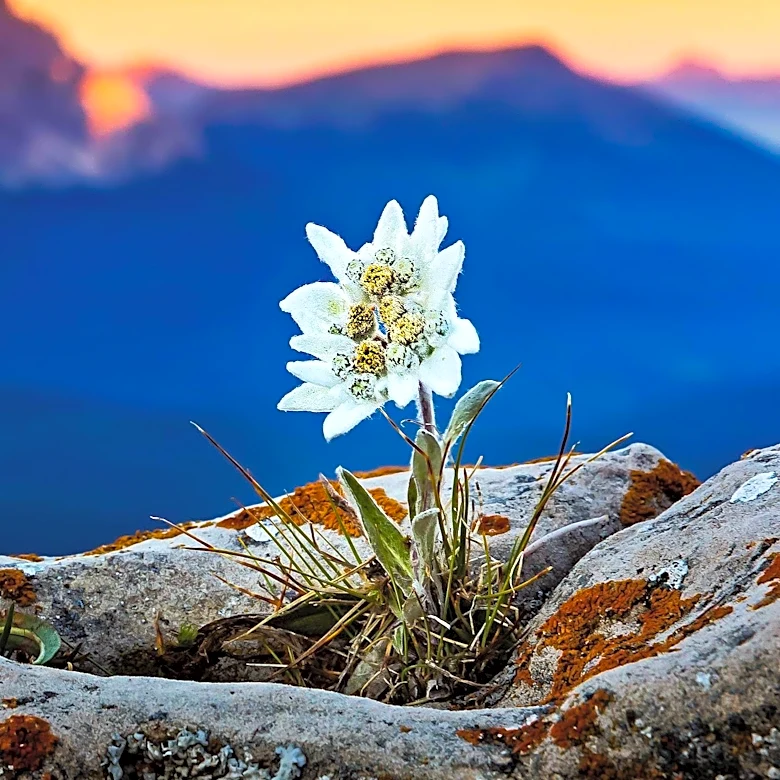 Edelweiss Flower Adds Unique Charm to Rock Gardens