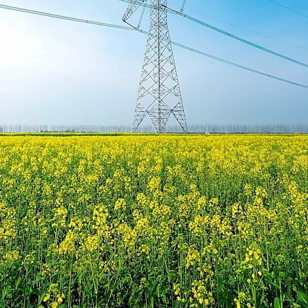 Texas Halts Approval for 1,800 Data Centers Amid Power Grid Concerns