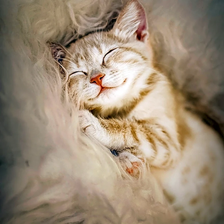 Charlie Hunnam Adopts Kittens to Cope with Role's Emotional Toll
