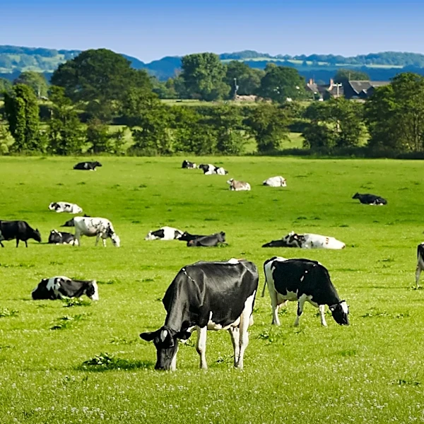 USDA Cattle Inventory Report Raises Questions on Herd Expansion