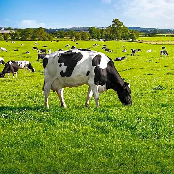 Cattle Market Faces Uncertainty Amid Herd Expansion Doubts and Legal Challenges