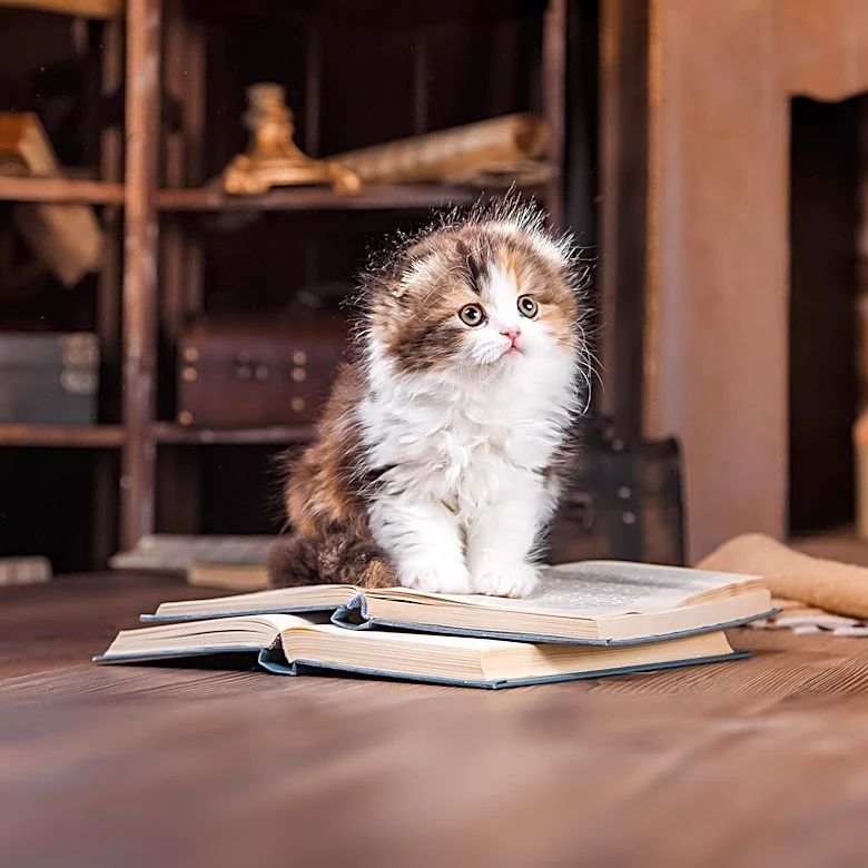 Stacey Yu Explores Themes of Grief and Identity in Debut Novel 'Kitten'