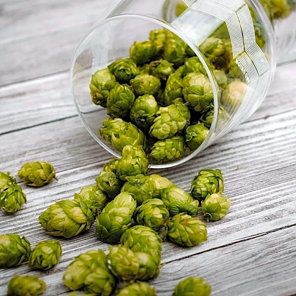 Inditex and MIT Collaborate to Transform Brewery Waste into Sustainable Textiles