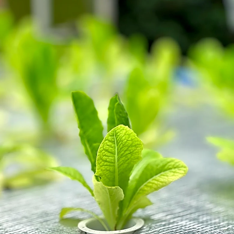 80 Acres Farms Shuts Down Due to Financial Challenges, Impacting U.S. Retail Supply