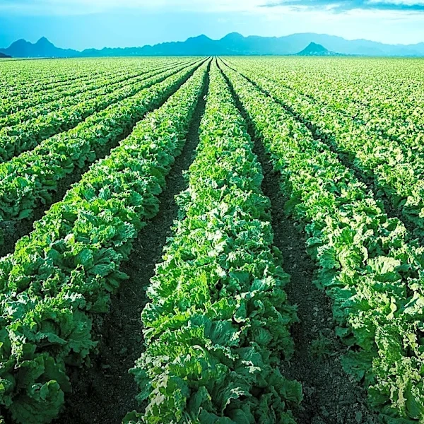 Financial Markets Offer New Tools for Managing Agricultural Risk