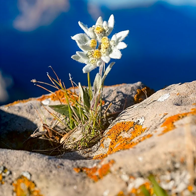 Edelweiss Flower Offers Unique Addition to Rock Gardens with Specific Growing Needs