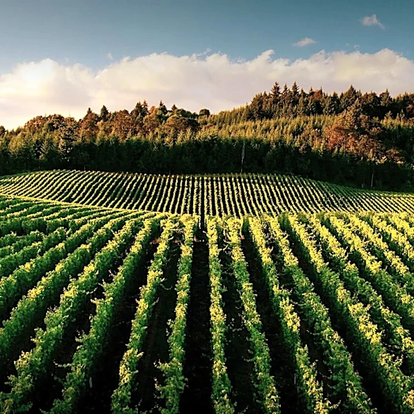 Regenerative Viticulture: Transforming Wine Regions with Sustainable Practices