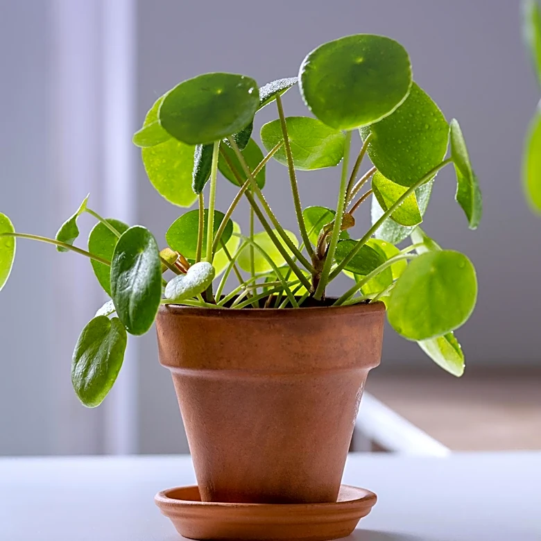 Money Plant Care: Using Tea Fertilizer for Enhanced Growth