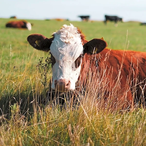 High Beef Prices Impact Consumers as Meatpacking Giant Warns of Supply Challenges