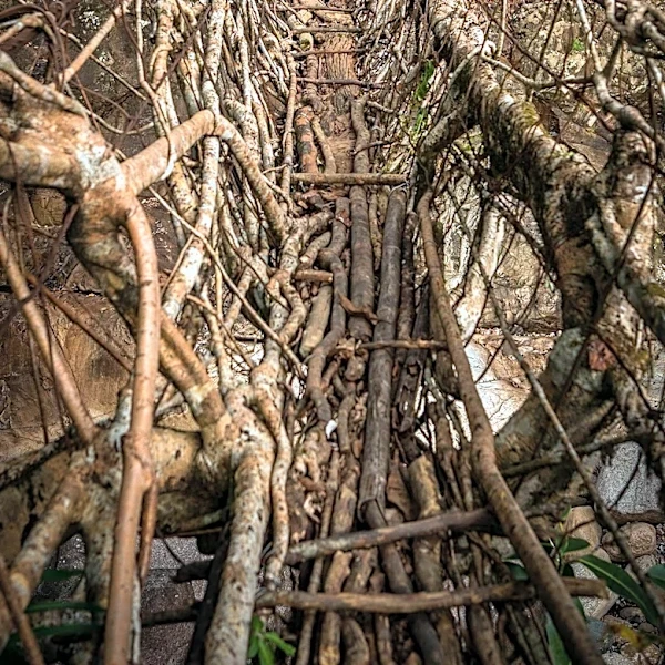 Biomimicry in Design: Complexities and Successes in Engineering Innovations
