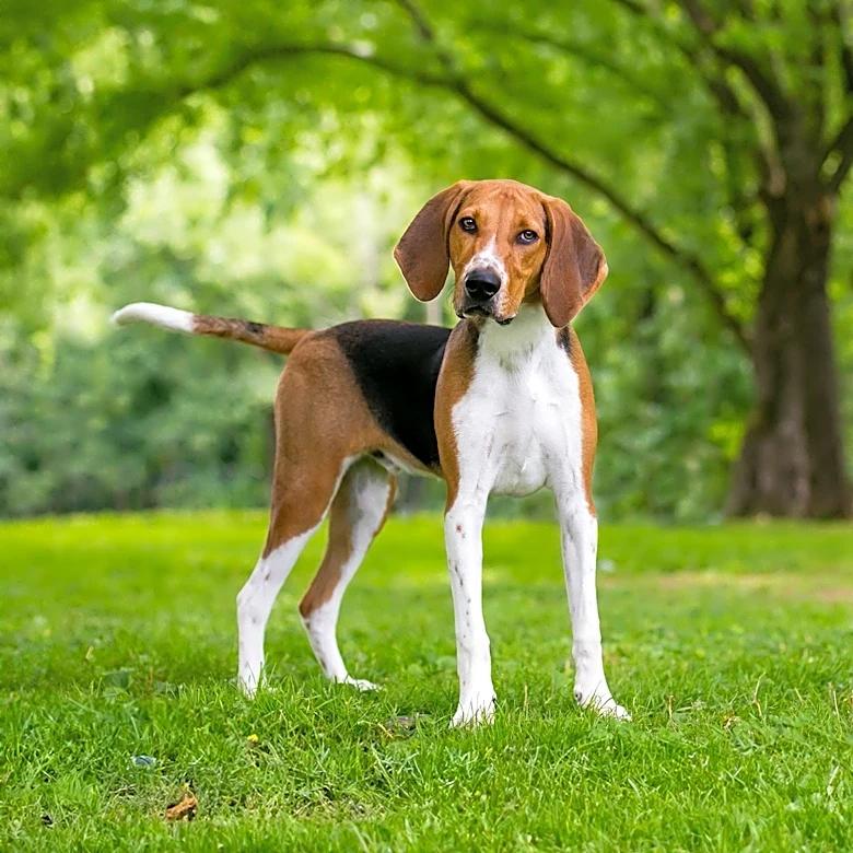 H.I.G. Capital Acquires Majority Stake in Outward Hound to Boost Product Innovation