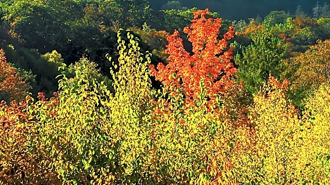 Top U.S. Destinations for Fall Foliage in 2026 Revealed by Priceline