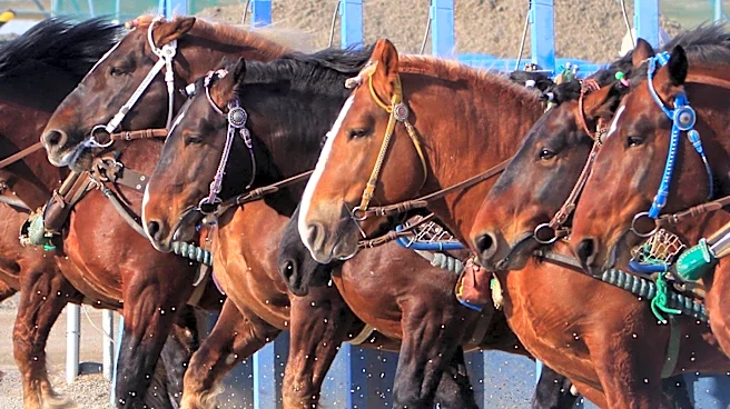 Big Ranger Favored to Win 2026 Hambletonian at The Meadowlands