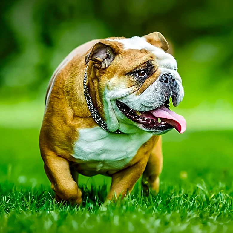 Baltimore County Animal Services Seeks Home for Energetic Bulldog Barry