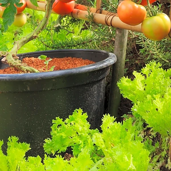 San Francisco Gardener Innovates with Soil-Free Tomato Cultivation in Costco Buckets
