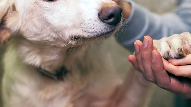 St. Mary's County Shelter Seeks Permanent Home for Affectionate Dog Cassie