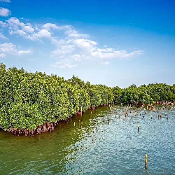 2026 Mangrove Photography Awards: Highlighting the Beauty and Fragility of Mangroves
