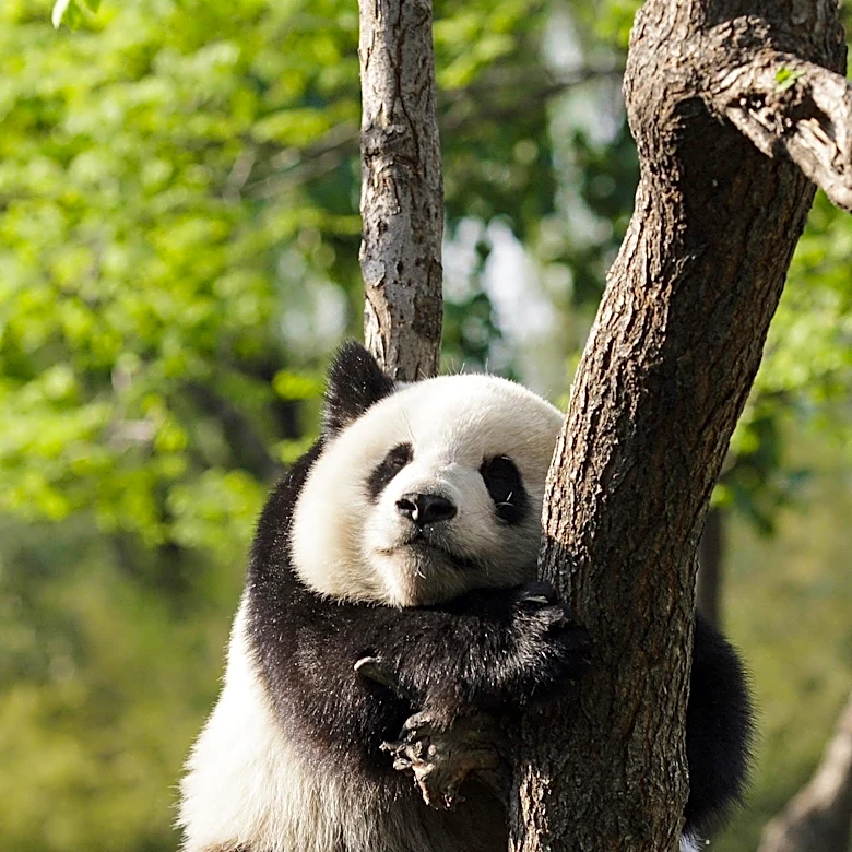 Giant Panda Bao Li Celebrates 5th Birthday at Smithsonian's National Zoo