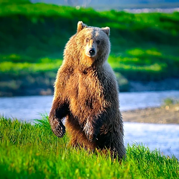 Hollywood Reporter Ranks 'Grizzly Man' Among Best Documentaries