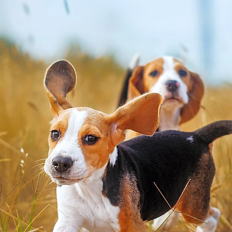 Gene-Edited Beagles Offer Hope for Allergy Sufferers