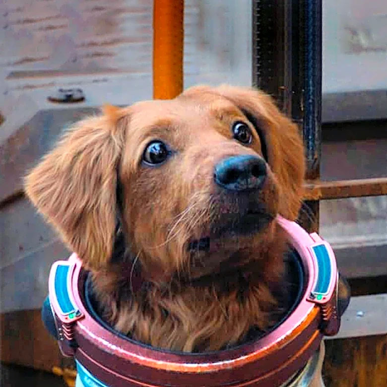 Ridley Scott's 'Dog Stars' Brings Post-Apocalyptic Hope to Theaters
