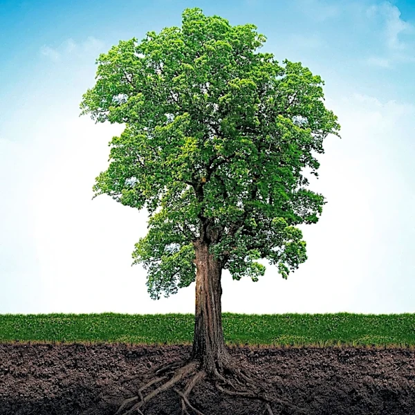 Rayonier Operating Company Seeks Senior ESG  Carbon Strategy Lead to Enhance Corporate Responsibility