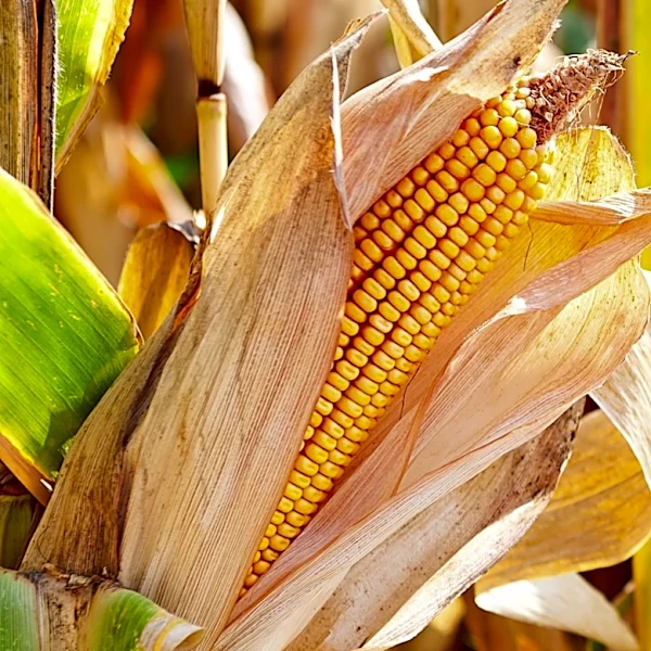 Corn Futures Experience Losses Amid Crude Oil Decline and Crop Condition Deterioration