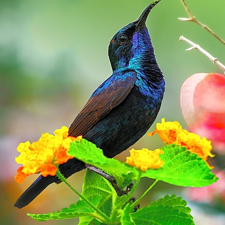 Birdwatching Gains Popularity with New Global Destinations Highlighted