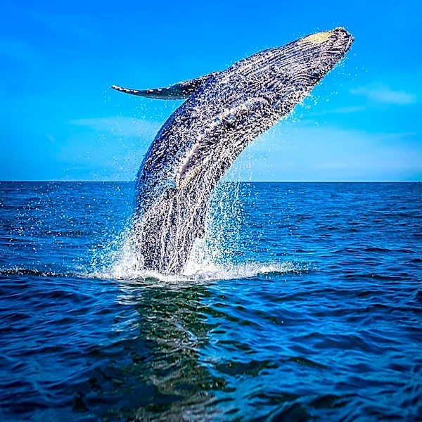 Cape Cod Whale Watching Tours Offer Unique Marine Adventures