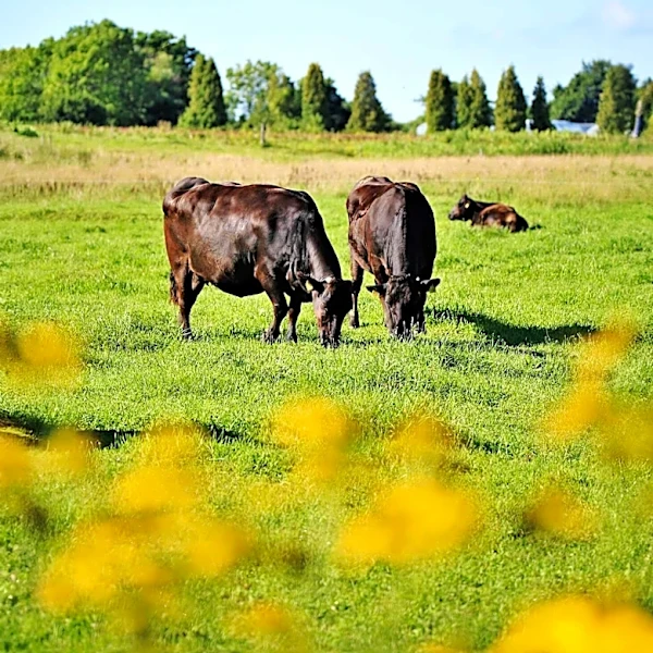 Supplemental Feeds Critical for Beef Cow Productivity Amid Forage Limitations