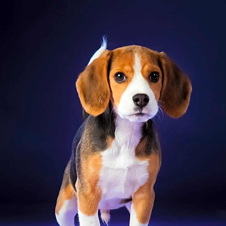 Biotech Startup Uses CRISPR to Create Hypoallergenic Beagle Puppies