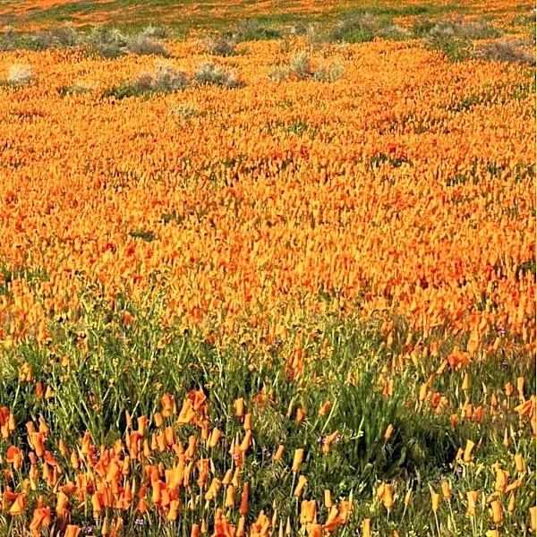 Sierra Nevada Offers Easy Day Trips for Outdoor Enthusiasts Near Sacramento