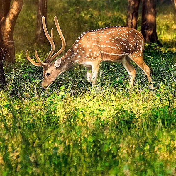 Deer Hunting Strategy: Using Weed Whackers to Create Effective Trails