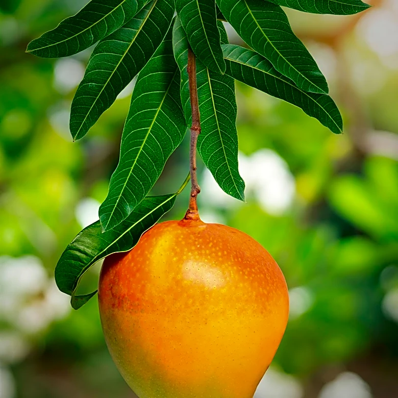 Guide to Growing Mango Trees in Pots for Faster Harvests