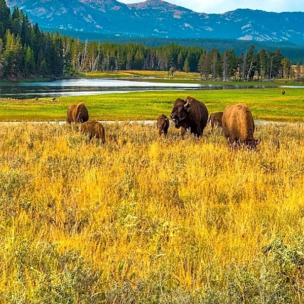 Custer State Park in South Dakota Offers Scenic Drives and Bison Herds
