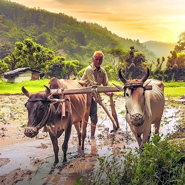 Farmers' Decision-Making Enhanced by ARC-CO and PLC Payments Analysis