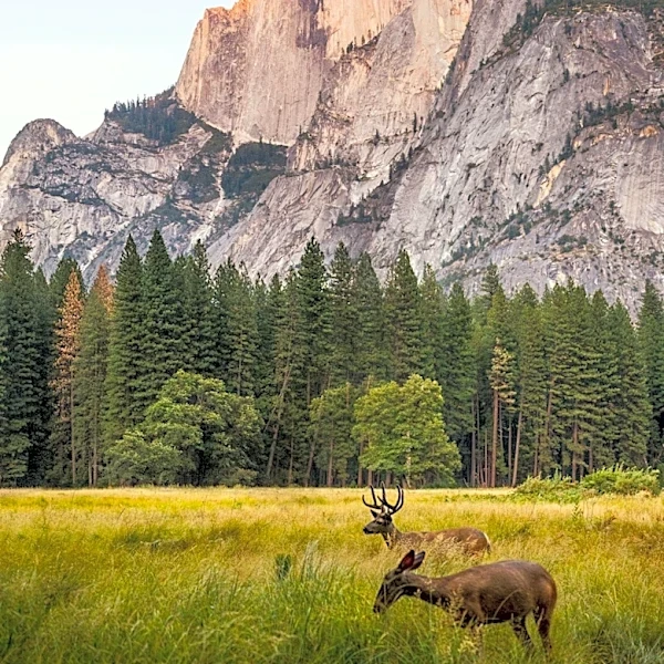 National Parks Drive Economic Growth with Record Visitor Spending