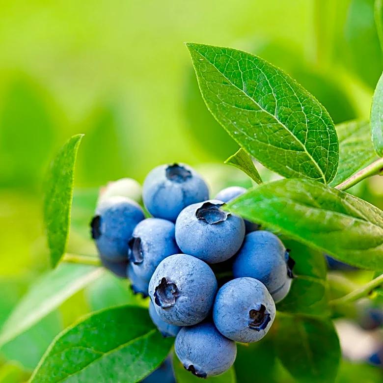 Maine Blueberry Farmers Optimistic for 2026 After Previous Year's Losses