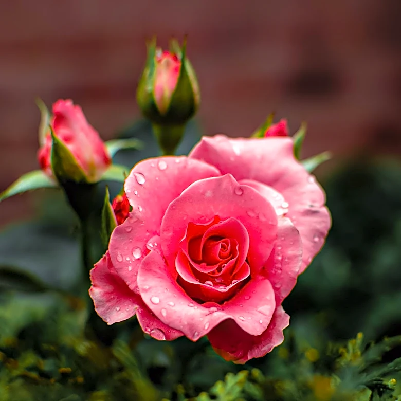 August Care Tips for Roses to Ensure Continued Blooming
