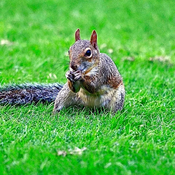 Twiggy the Waterskiing Squirrel Causes Stir at Ingram Park Mall