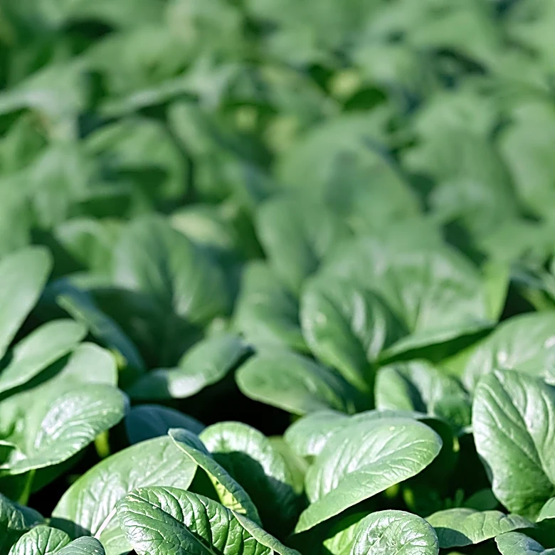 Gardening Expert Advocates Cardboard Mulching for Improved Vegetable Growth