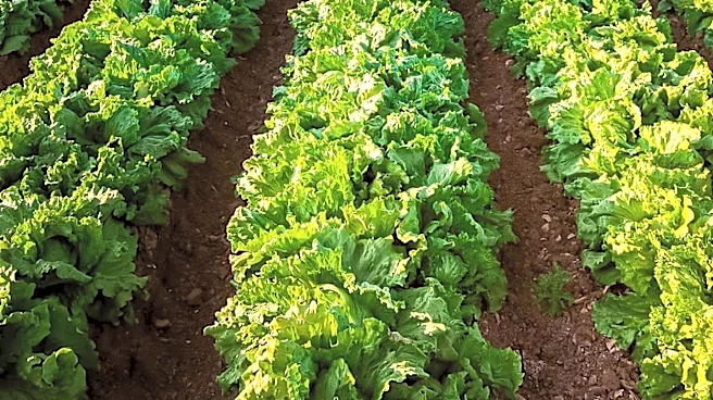USDA Reports U.S. Farmland Values Surpass $6,000 Per Acre Amid Market Challenges